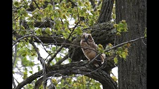 Pileatedwp ybsapsucker bobolink gh owl  more Montezuma New York on 552024 [upl. by Nivled917]