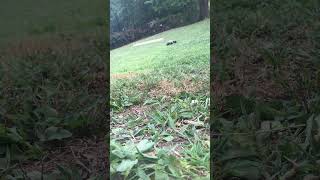 Relearning the rc car rc outside [upl. by Chud471]