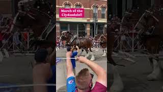 Magnificent Clydesdales clydesdale horses horses4life [upl. by Anes129]