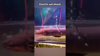 🦈⚡Electric eel shock All you need to know shorts facts trending viral [upl. by Kruse]