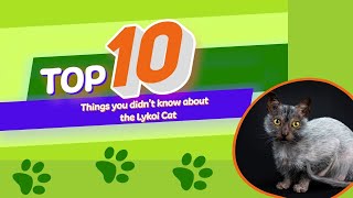 10 Things You Didnt Know About The Lykoi Cat [upl. by Andros]