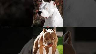 DOGO ARGENTINO VS PITBULLROTTWEILER ATTITUDE [upl. by China]