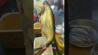 12kg silong fish [upl. by Yniar86]