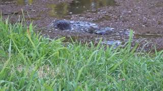 Otters in Golf Course pond Oakmont  C0015 [upl. by Rehpotisrhc]