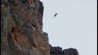 Un poussin saute dune falaise volontairement   ZAPPING SAUVAGE [upl. by Einaoj539]