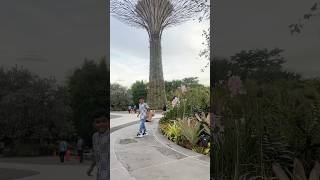 Supertree grove  Singapore  traveldiaries shortsfeed travel marina explore singapore [upl. by Marten522]