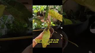 🌿10 Thriving Philodendron Paraiso Verde Care Tips🌿 [upl. by Ydna]