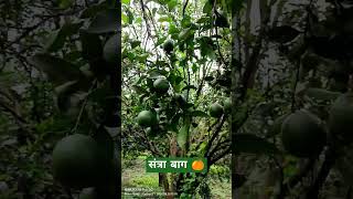 Santra utpadak short video शेतकरी शेतकरीbrand marathi royalशेतकरी Santra [upl. by Okomot196]