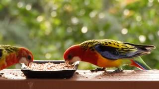 Eastern Rosellas feeding on the back deck [upl. by Virg765]