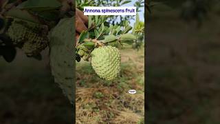 Annona spinescens fruit  orange custardapple  seethaphal Exotic fruits [upl. by Aimak]