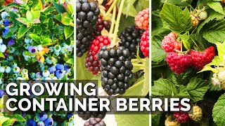 How to Grow Raspberries Blueberries and Blackberries in Containers [upl. by Euqinehs]