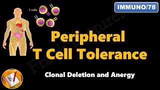 Peripheral T cell Tolerance  Clonal Deletion and Anergy FLImmuno78 [upl. by Locklin]