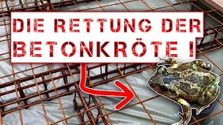 BETONKUNST HEINRICH  Die RETTUNG der seltenen BETONKRÖTE 🐸 [upl. by Rosemare852]