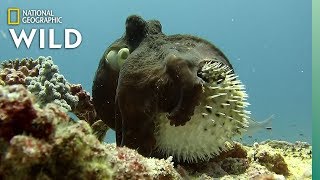 Unusual Octopus and Pufferfish Interaction  Rare Footage  Nat Geo Wild [upl. by Piers]