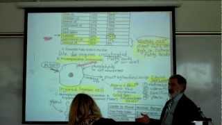 PROSTAGLANDINS TRIGLYCERIDES amp PHOSPHOLIPIDS by Professor Fink [upl. by Adraynek]