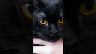 Interesting Facts About Maine Coon Cat Breed Part1 short cats [upl. by Ahsatak]