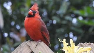 Northern Cardinal Cardinalis cardinalis Timucuan Ecological and Historical Preserve [upl. by Tioneb]