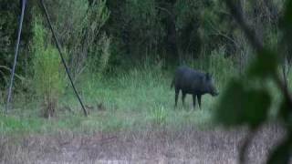 mathews z7 smokes big boar in abbeville ga [upl. by Assila]