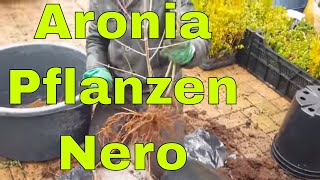 Bio Aronia Pflanzen wurzelnackt für Aronia Plantagen [upl. by Laefar712]