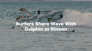 Party Wave Surfers Share Wave With Dolphin at Rincon [upl. by Enoed]