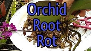 Phalaenopsis ROOT ROT amp REPOT Pt1 How to deal with Root Rot on a Phalaenopsis Orchid [upl. by Lippold]