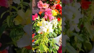 Antirrhinum known as Snapdragon flowers ytshort flowers snapdragon gardening dragonflower [upl. by Tesil]