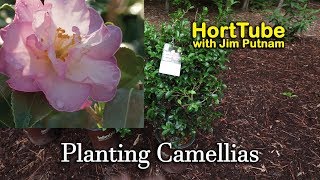 Planting Some New Camellias  Fall Flowering Evergreen Shrubs [upl. by Moth]