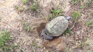 Turtle laying eggs and the cute hatchlings [upl. by Dnomrej]