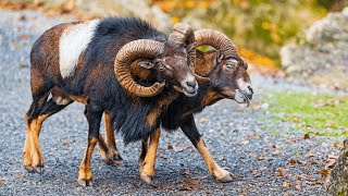 Majestic Mouflons The Wild Beauty of Mountain Sheep [upl. by Olodort]