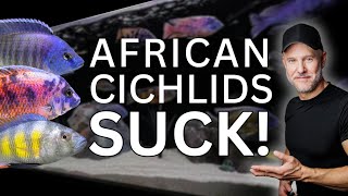 5 African Cichlid PROBLEMS  Are They WORTH IT [upl. by Nailimixam967]