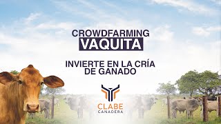 Crowdfarming Vaquita [upl. by Navad404]