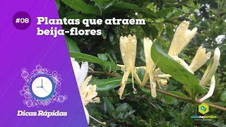 Plantas que atraem beijaflores [upl. by Suchta]