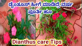 Dianthus care and fertilizer growing tips ಡೈಂತುಸ್ ಗಿಡವನ್ನು ಈ ರೀತಿ ನೋಡಿಕೊಳ್ಳಿ [upl. by Lotsirhc]