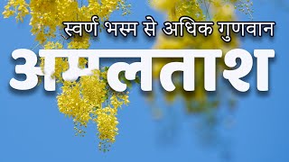 क्या है अमलताश के राज   Golden Shower Tree  Indian Rain Indicator  JadiButi Store [upl. by Brewer456]