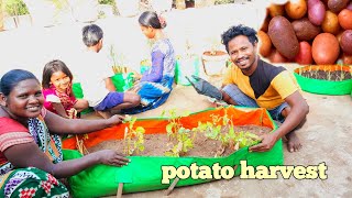 Potato harvestChat ke Upar Alu ki khetiVillage Life [upl. by Anitsahs]