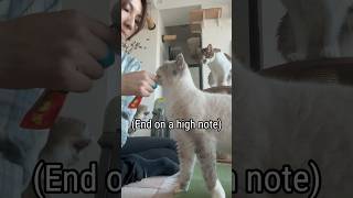 How to Trim Cat Nails When you have other cats [upl. by Behm]