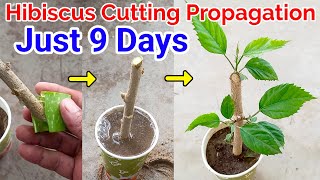 How to propagate Hibiscus Plant from cutting  hibiscus cutting propagat TerracegardeningatHome [upl. by Rudolph]