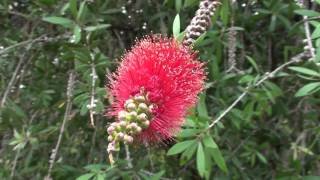 Callistemon rigidus [upl. by Arondel]