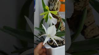 My Encyclia Mariae amp Angrecum Didieri orquídea orchid 兰花 狄代丽风兰 玛丽亚树兰 [upl. by Remos]