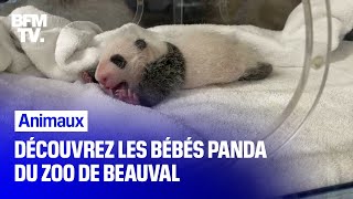 Découvrez les bébés pandas du Zoo de Beauval [upl. by Enaols259]