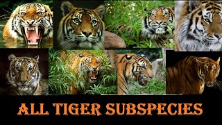 Tiger Subspecies  All Tiger Subspecies Of The World [upl. by Fari]