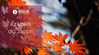 Comment cultiver des Érables du Japon en pot  Roué Pépinières [upl. by Sylas]