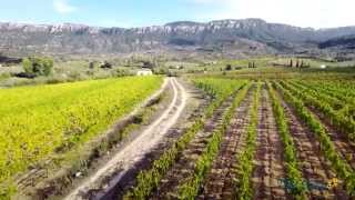 Vendemmia a Dorgali tra cannonau e vermentino [upl. by Atenek]