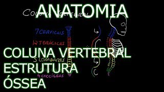 Aula Anatomia  Coluna Vertebral  Estrutura Óssea  Anatomia Humana Osteomuscular [upl. by Aneladgam580]