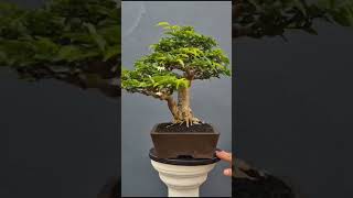 Please subscribe kardyn 🙏🙏🙏🙏🙏🙏🙏bonsai indoorplanttour indoorplants bonsaitree houseplants [upl. by Rourke]