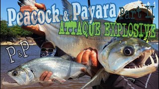 Peacock Bass and Payara Vampire Fish P amp P PART 2 [upl. by Ahrat]