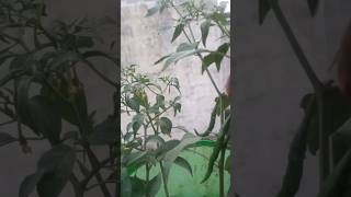 mirchi ka paudha gardening garden terracegarden plants gardern chilli garderning garndening [upl. by Norval]