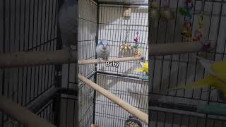 Talking quaker parrot singing and dancing shorts [upl. by Nossaj422]