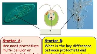 8Dd Protoctists DPD [upl. by Soraya]