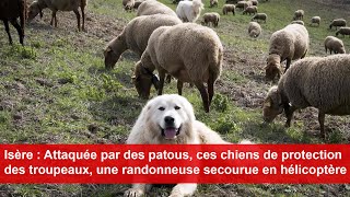 Attaquée par des patous une randonneuse secourue en hélicoptère [upl. by Ahsier194]